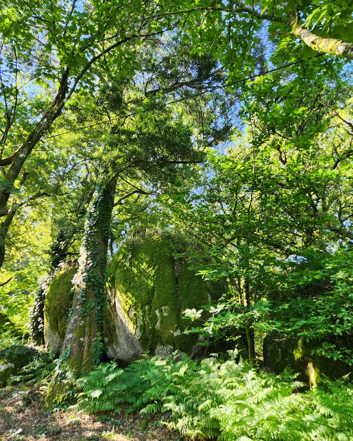Mossy granite boulders in the woodland near Penha